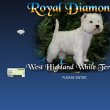 westhighland-white-terrier-zucht-bei-bremen