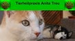 tierheilpraxis-anita-treu