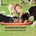 Coupon #Hundeschule Gowin Welpenschule Kleinhundeschule