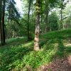 Der FriedWald Fränkische Schweiz in Ebermannstadt besticht durch seine Vielfalt an unterschiedlichen Baumarten.