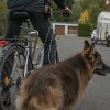 Fahrrad fahren mit dem Hund