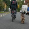 Fahrradfahren mit dem Hund. 