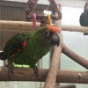 Grüner Kongo Papagei