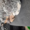 Hund bleibt nicht alleine im Auto.