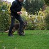 Hund mit 13 Jahren noch fit. Kleine Unterordnung gelaufen.