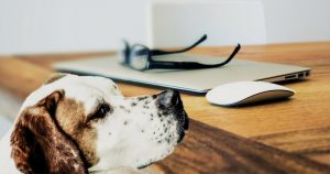 Der Bürohund: Besser arbeiten mit dem Vierbeiner?