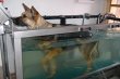 physiotherapie-f-kleintiere-m-wasserlaufband-fuer-hunde-ingrid-heindl---steinhoering-b-muenchen