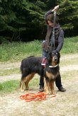 alp-traumhund-problemhundetherapie