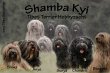 tibet-terrier-zucht-shamba-kyi