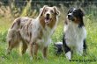 australian-shepherd-zucht-rueden-und-welpen-vermittlung