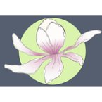 magnolia-lebendige-gaerten