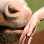 horse-health-management