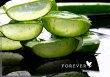 forever-living-products-selbstaendige-vertriebspartner