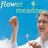 flowermeadow-hypnose-und-coaching