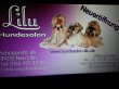 hundesalon-lilu