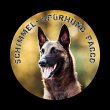 schimmelspuerhund-pacco---schimmel-tracker